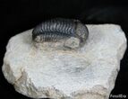 Small Gerastos Trilobite - Morocco #2410-1